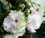 р_ Bridal Lace