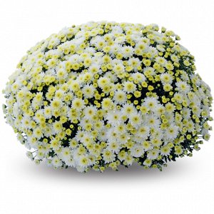 43 Coco Хризантема Коко Шанель (Chrysanthemum Coco Chanel). Мелкоцветковый низкорослый корейский сорт, названный в честь знаменитого французского модельера. Полумахровая. Белая с кремовыми лепестками 