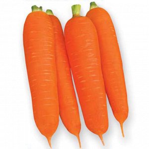 Морковь "Теракота"