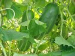 5шт Марутанэ