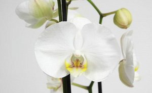 Орхидея цветущая, фаленопсис, 2 стебля.