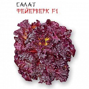 Салат латук "Феерверк"