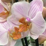 Орхидеи Голландии. оплата до 8 дек