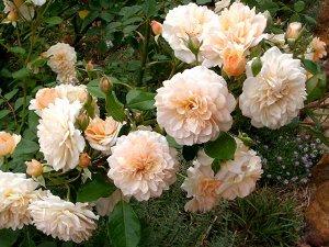 Саженцы морозостойких роз