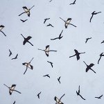Ткань Шелк Супер Софт Журавли голубой
