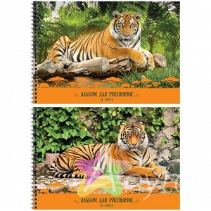 Альбом для рисования 32л. А4 на гребне "Природа. Тигры", фактурное тиснение: А32спТС_9163 штр.: 4680211071639