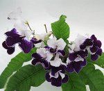 р_ Harlequin Sapphire
