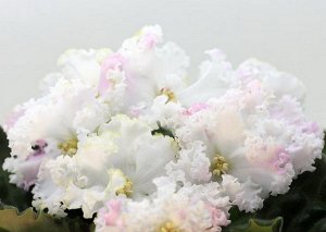 РС-Венера Крупные воздушные белые цветы с очаровательными рюшками по краю и розовыми мазками по лепесткам. Зелёная листва. (2014 г.).