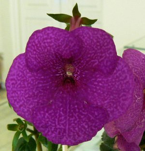 Акция РИЗОМА. Крупные сиренево-фиолетовые цветы с необычным тёмно-фиолетовым муаровым рисунком, напоминаю-щим  окрас цветка фаленопсиса. Растение высокое с прямостоячими побегами и тёмно-зелёными лист