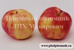 Анис алый 2 летка