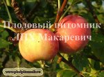 Амурское красное 1 летка