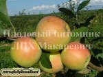 Монастырское 2 летка