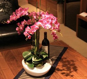 Орхидея без цветоноса
