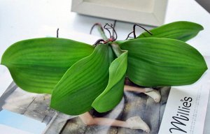 Орхидея без цветоноса
