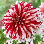 Луковичные весенние