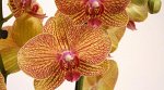 Орхидеи по 2 цветоноса