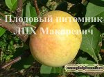 Зеленка сочная 2 летка