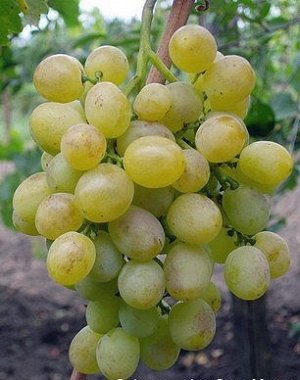 Восторг Столовый сорт винограда с повышенной устойчивостью к болезням и морозу. Средне-сильнорослый. Грозди конические, иногда бесформенные, крупные и очень крупные средняя масса грозди 531 грамм, уме