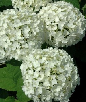 Анабель Высота 1,2-1,5 м. Соцветия до 25 см диаметром. Цветки кремово-белые. Цветет обильно с июля по сентябрь.