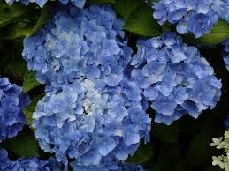 Бодензи Цветки от бледно-голубых до тёмно-синих в кислой почве и бледно-розовые до лиловых – в нейтральной почве. Соцветия шаровидные, крупные. Цветение в июле-сентябре на прошлогодних побегах. Кусты 