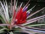 Тилландсия Tillandsia Fasciculata