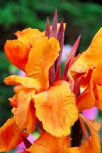 Корни Канны Вайоминг