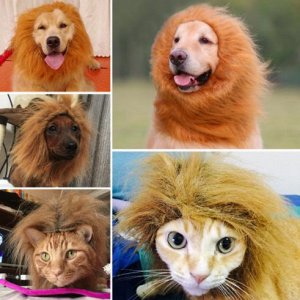 Львиная грива для собак и кошек