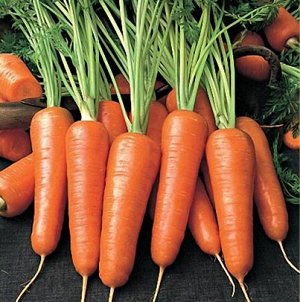 Морковь НЬЮ КУРОДА