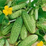 Огурец Изящный ПЧ, раннеспелый, 10-13см 0,5гр Гавриш/БП