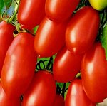 Томат Чибис низкор, среднеспелый, красный, 50-60гр 0,1гр Гавриш/ЦВ
