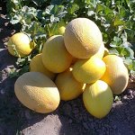 Дыня Смесь ранних сортов для холодного климата 0,5гр Седек/ЦВ