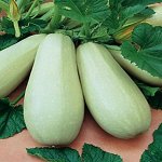 Кабачок Белоплодный раннеспелый, св-зеленый, куст 2гр Гавриш/БП