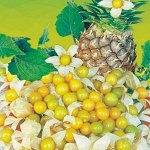 Физалис Ананасовый раннеспелый, желтый 20шт НК/ЦВ