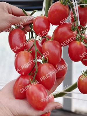 Томат Агроденс F1 / Гибриды томата с розовыми плодами