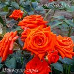 Розы