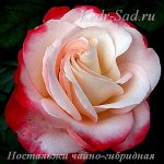 Розы