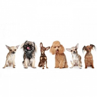 Корма для собак кошек Суперпремиум ДЛЯ КОШЕК МЯСО СТРАУСА — Корма для мелких и небольших размеров собак