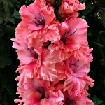 Frizzled Pink