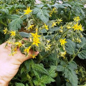 Помидоры Маленький Поцелуй Герани — Little Geraniums Kiss Tomato