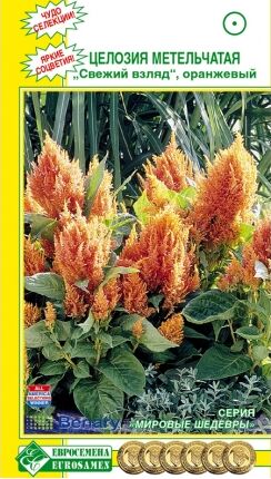 Цветы Целозия метельчатая Свежий взгляд Оранжевый ЦВ/П (ЕС) 10шт однолетник сухоцвет 35см