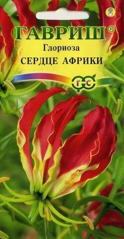 Цветы Глориоза Великолепная Сердце Африки F1 ЦВ (ГАВРИШ) 3шт комнатное до 1,4м