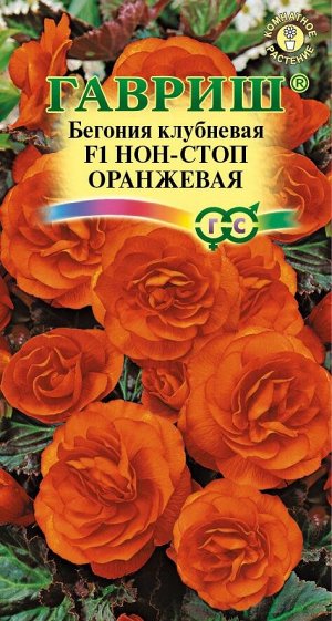 Цветы Бегония Нон-стоп Оранжевая F1 ЦВ/П (ГАВРИШ) 4шт комнатное 20-25см