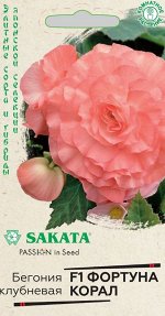 Цветы Бегония Фортуна Корал ЦВ/П (ГАВРИШ) 4шт комнатное до 20см