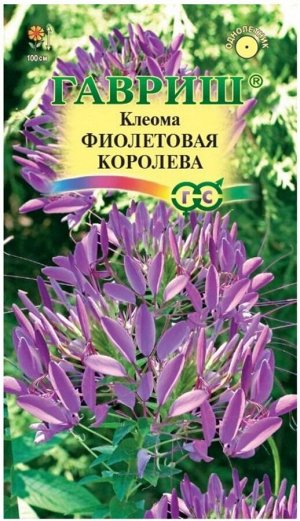 Цветы Клеома Фиолетовая Королева ЦВ/П (ГАВРИШ) 0,3гр однолетник до 1м