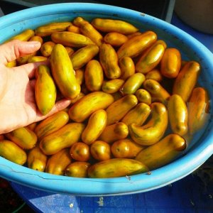 Помидом Помидоры — Green Sausage — Зеленая Сосиска
