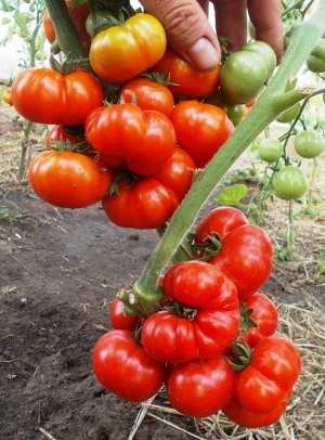 Помидоры Черри Санторини — Cherry Santorini Tomato