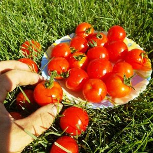 Помидоры Хайнц — Heinz Tomato