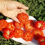 Экзотическая Комната