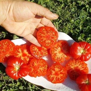 Помидоры С Острова Бали — Bali Tomato