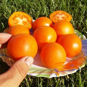 Помидоры Оранжевый Персик — Orange Peach Tomato